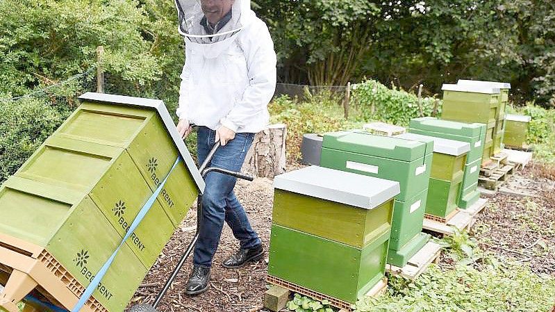 Dieter Schimanski von der Firma „Bee-Rent“ transportiert in seinem Garten Kisten mit Mietbienen. Foto: Carmen Jaspersen/dpa