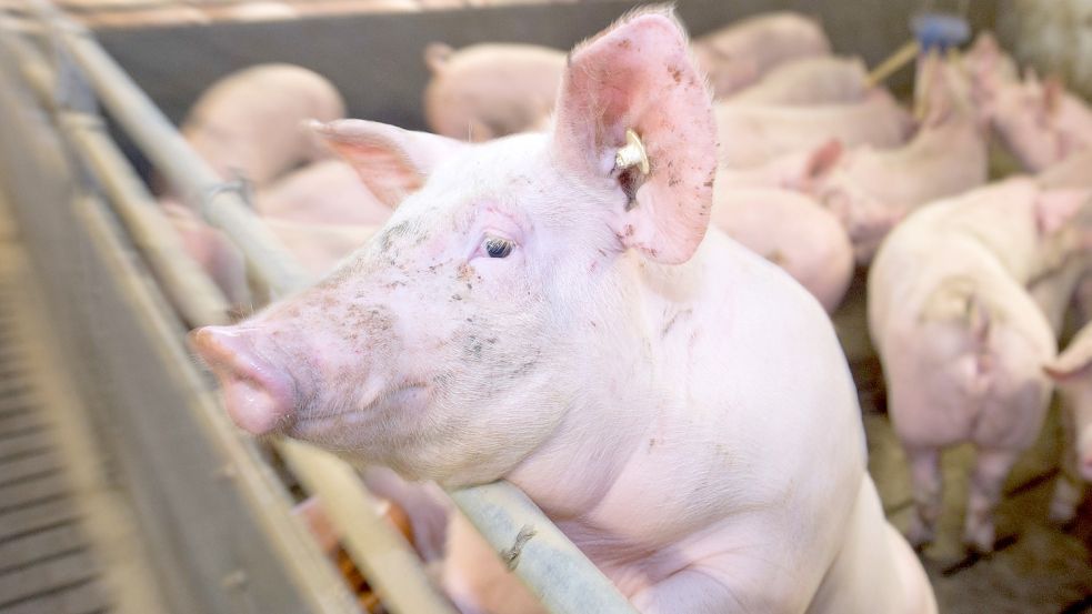 Die Schweinehaltung in Deutschland steckt in der Krise. Viele Bauern wissen nicht, wie es weitergehen soll. Aufgabe ist für einige die einzige Option, die ihnen bleibt. Foto: Stefan Sauer/dpa