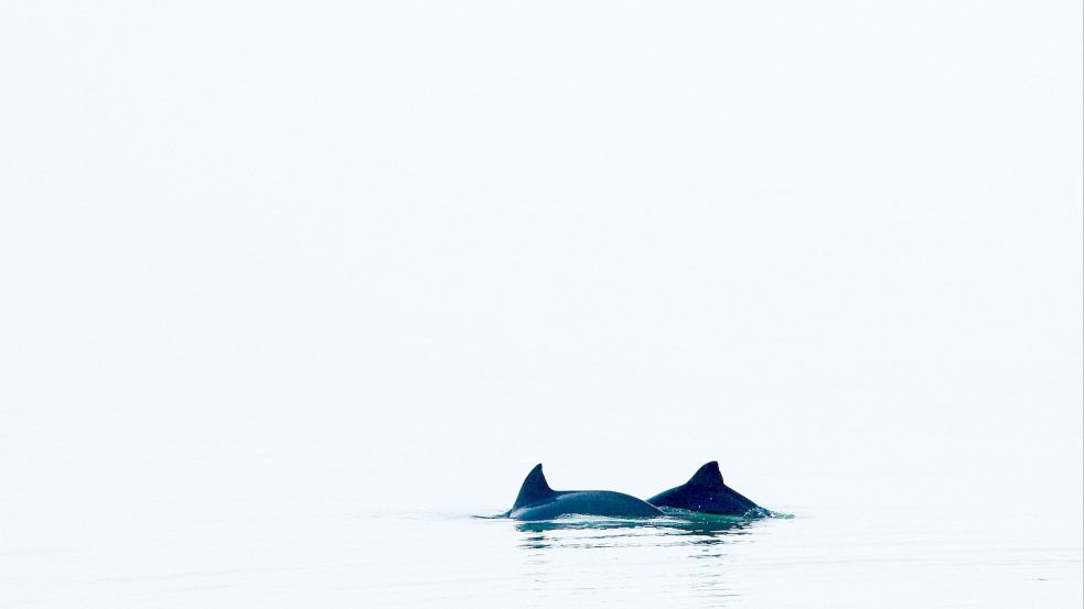 Ihnen werden Lärm, Munition und Stellnetze zum Verhängnis: Schweinswalen in der Ostsee. Foto: AGAMI/W. J. Strietman