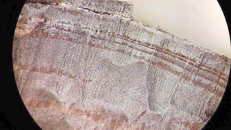 Mikroskopische Aufnahme eines Holzfragments aus den nordischen Schichten in L'Anse aux Meadows. Vor genau tausend Jahren, im Jahr 1021, könnten bereits Wikinger in Nordamerika gelebt haben. Foto: Petra Doeve/Springer Nature/dpa