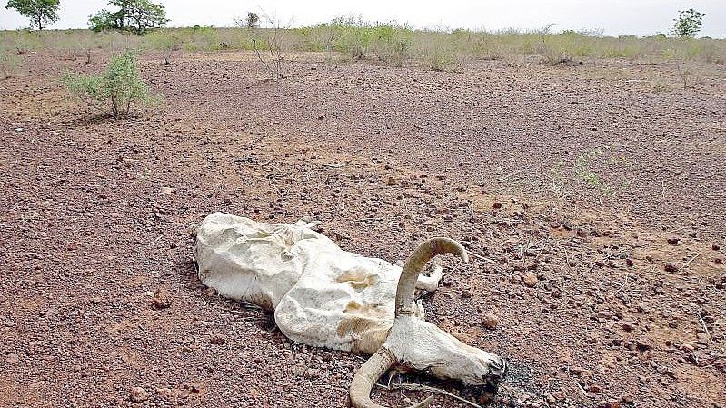 Ein totes Rind liegt auf ausgetrocknetem Boden in Falaise de Bandiagara in Mali (Archivbild). Die Klimafinanzierung durch reichere Länder gilt als wichtige Grundlage für einen Erfolg der Verhandlungen bei der bevorstehenden UN-Klimakonferenz COP26. Foto: epa Bothma/epa/dpa