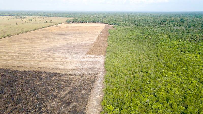 Eine verbrannte und abgeholzte Fläche in einem Amazonas-Gebiet. Foto: Fernando Souza/ZUMA/dpa