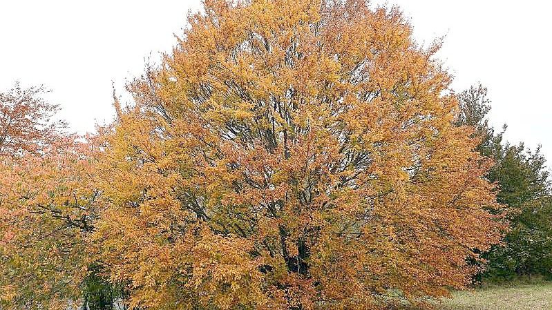 Die „Baum des Jahres - Dr. Silvius Wodarz Stiftung“ hat die Rotbuche zum Baum des Jahres 2022 gekürt. Foto: Swen Pförtner/dpa