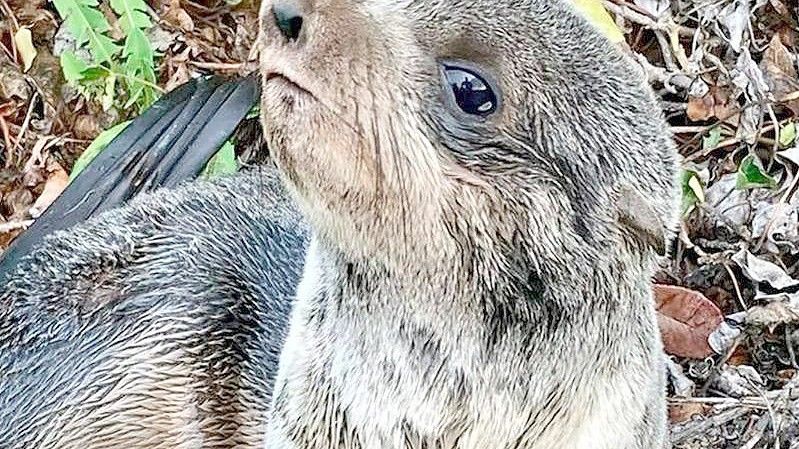 Die Polizei von San Rafael (Kalifornien) stellte ein Bild des geretteten Jungtiers zur Verfügung. Foto: Uncredited/San Rafael Police Department/dpa