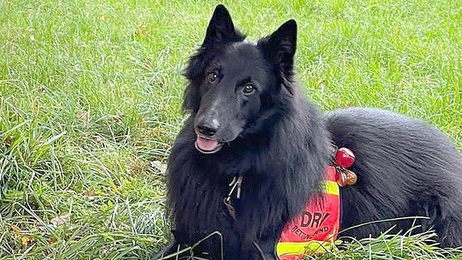 Die DRV-Rettungshundestaffel ist im Wald im Einsatz. Foto: Feuerwehr