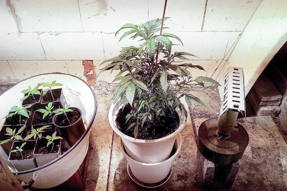 In der Indoorplantage in einem Bauernhaus in Wittmund stellten die Beamten mehrere Pflanzen sicher. Bilder: Hauptzollamt Oldenburg