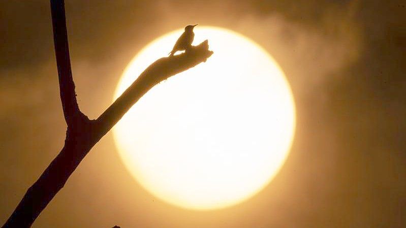 Der Rauch zahlreicher großer Waldbrände im südwestlichen Oregon färbt den Sonnenuntergang und den Himmel gelb. (Archivbild). Foto: Robin Loznak/ZUMA Press Wire/dpa