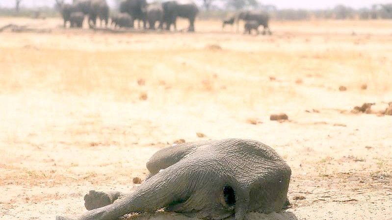 Der Kadaver eines toten Elefanten liegt im Hwange-Nationalpark. (Archivbild). Foto: AP/dpa
