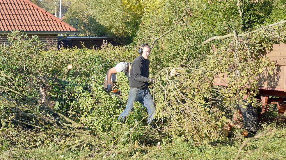 Mitarbeiter einer Südbrookmerlander Firma fällten die Bäume innerhalb weniger Stunden. Foto: Thomas Dirks