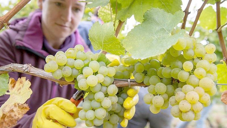 Alina Dereser, Winzerin, erntet im Weinberg im bayrischen Kolitzheim Trauben der Sorte Silvaner. Foto: Daniel Karmann/dpa