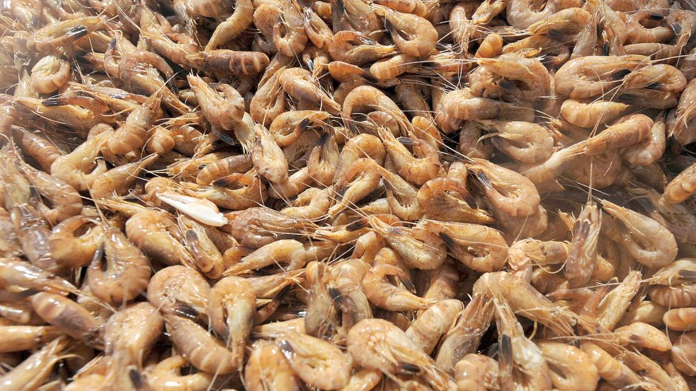 Für angelandete Krabben bekommen die Ditzumer Fischer aktuell durchschnittlich 3,50 Euro pro Kilogramm. Foto: DPA/Jaspersen