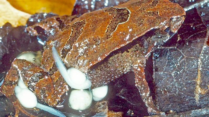 Ein „Assa Wollumbin“-Frosch sitzt mit seinen Kaulquappen auf einem Blatt. Foto: Stephen Mahony/Environment NSW/dpa