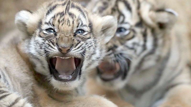 Zwei junge malaysische Tiger spielen in ihrem Gehege im Zoo in Prag. Der seltene Malaysia-Tiger könnte nach Auffassung von malaysischen Regierungsexperten in zehn Jahren ausgestorben sein. Foto: Petr David Josek/AP/dpa