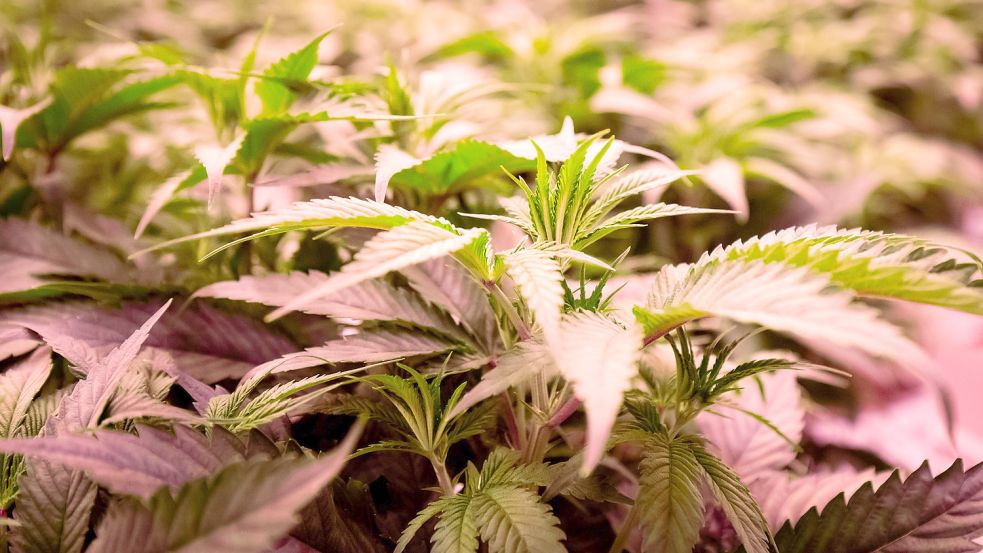 Cannabispflanzen in einer Plantage. Symbolfoto: DPA