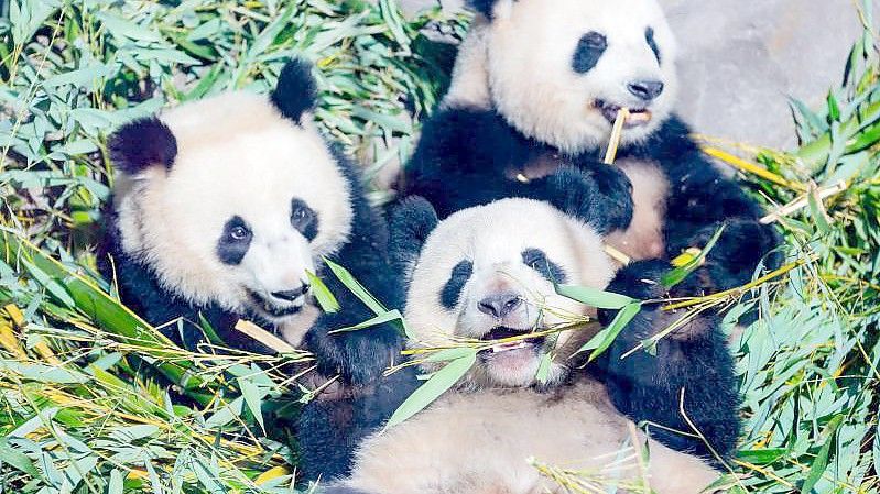 Die Panda-Zwillinge Pit (l) und Paule (unten) neben ojrer Mutter Meng Meng im Berliner Zoo. Foto: Christoph Soeder/dpa