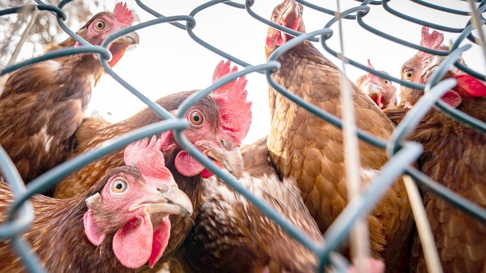 Geflügelhalter im Landkreis Aurich müssen ihre Tiere ab Sonntag aufstallen. Foto: DPA