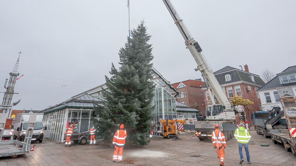 Am frühen Montagmorgen wurde der Auricher Weihnachtsbaum auf dem Marktplatz aufgestellt. Foto: Romuald Banik