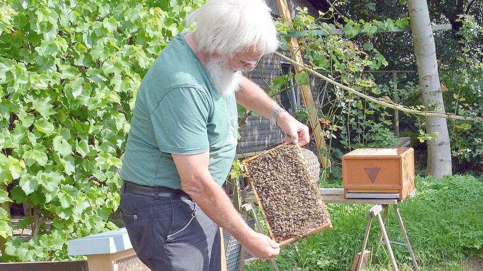Der Großefehntjer Umweltschützer und Hobbyimker Focke Focken zeigte im Sommer eine Bienenwabe. Foto: Gerd-Arnold Ubben