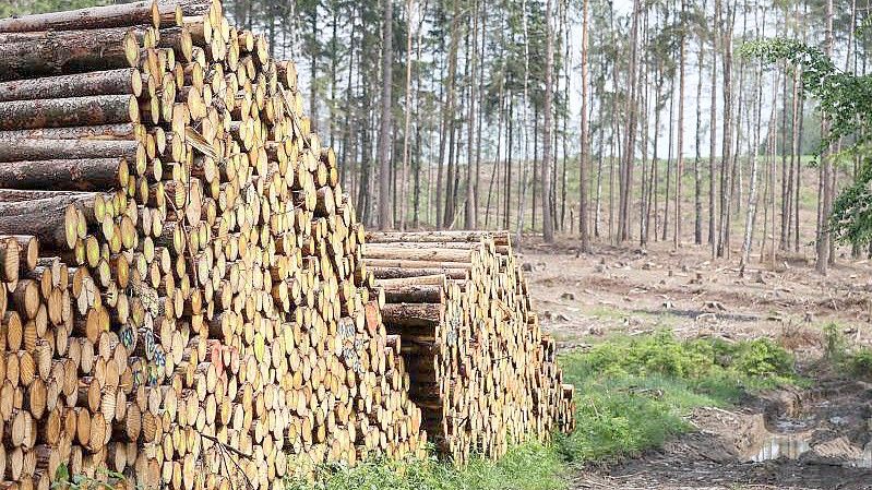 Baumstämme auf einem Polter in einem Wald auf einer Kammlage im Erzgebirge. Foto: Jan Woitas/dpa