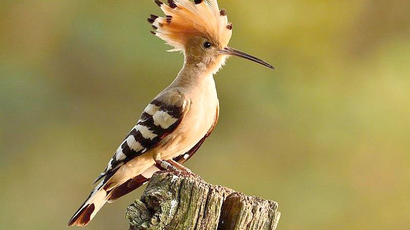 Ein Wiedehopf sitzt auf einem Baumstumpf. Der Wiedehopf ist der „Vogel des Jahres“ 2022. Foto: Torsten Beuster/dpa
