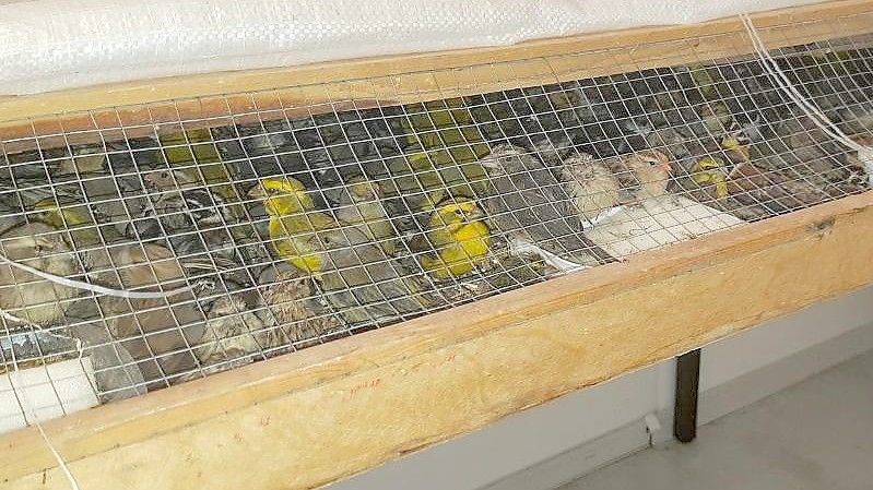 Zahlreiche Finken, die bei Passau in einem Auto gefunden wurden. Foto: --/Bundespolizei Passau/dpa