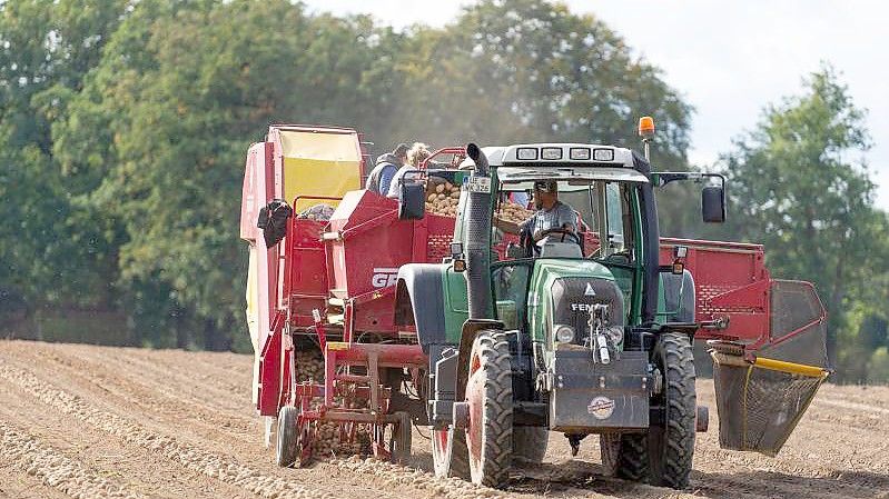 Die Preise für Kartoffeln sind nach Angaben der Landwirtschaftskammern zuletzt gesunken. Foto: Philipp Schulze/dpa