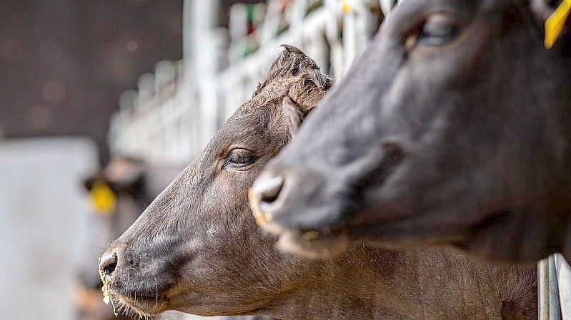 Die Ampel-Koalition plant einige Neuregelungen, um die Landwirtschaft nachhaltiger zu machen. Foto: Guido Kirchner/dpa