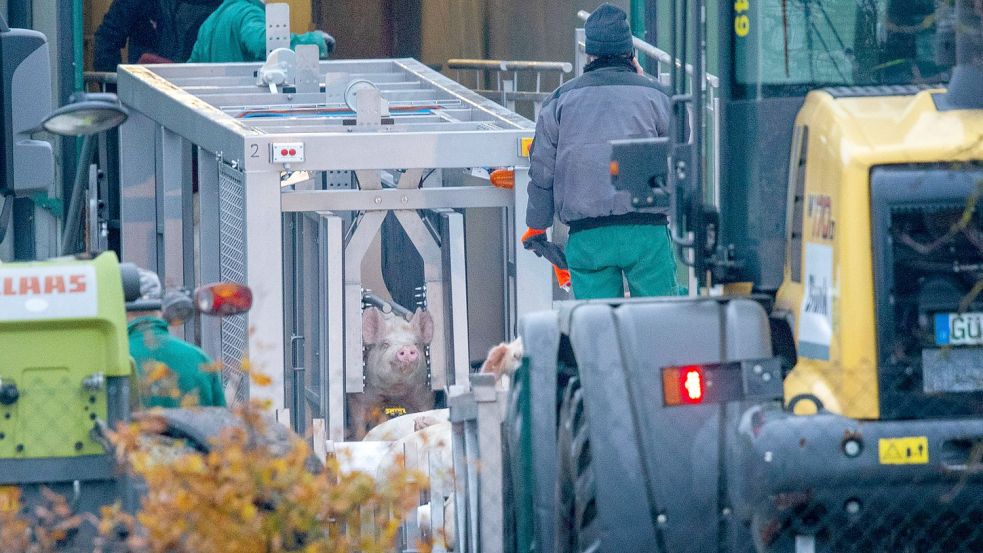 Nach dem Nachweis der Afrikanischen Schweinepest wurden sämtliche Tiere auf dem Betrieb in Mecklenburg-Vorpommern getötet. Kurz vor dem Ausbruch war der Betriebsleiter noch in Niedersachsen jagen. Foto: Jens Büttner/dpa