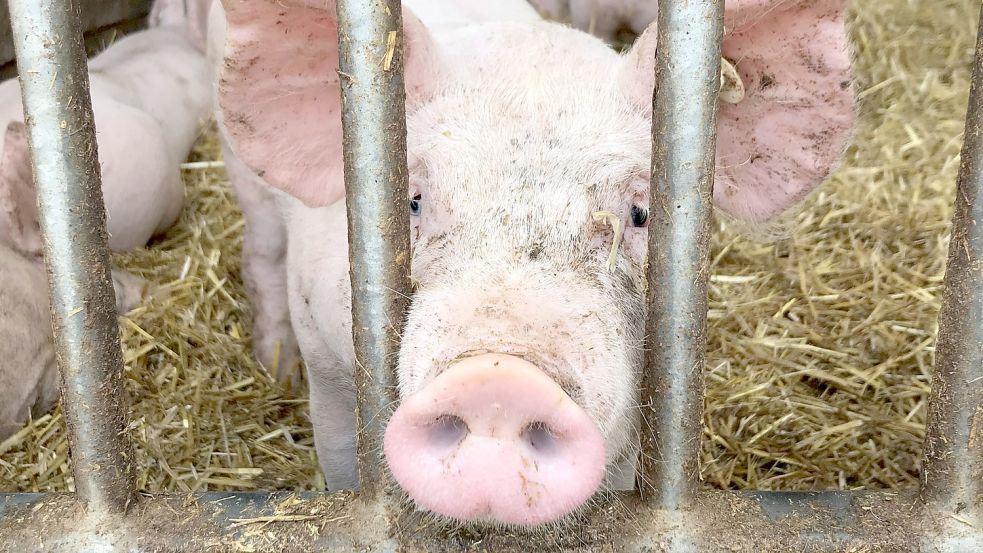 Die wenigsten Schweineställe in Deutschland sind ein Offenstall wie dieser. Foto: Nina Kallmeier