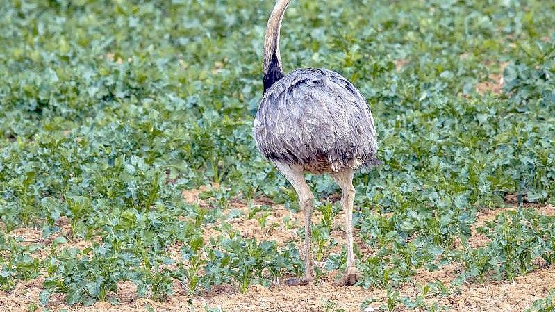 Die Laufvögel sind ursprünglich in Südamerika beheimatet. Foto: Jens B tner/dpa-Zentralbild/dpa