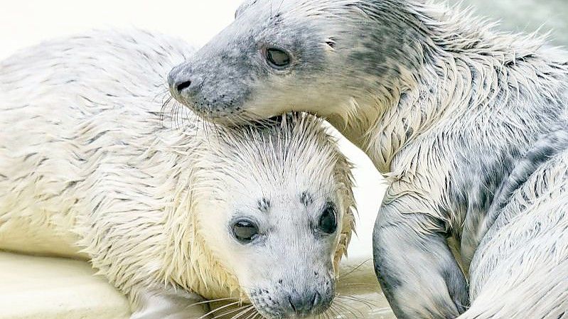 Der Kegelrobben-Heuler „Rudi“ (l) und "Renate" in der Seehundstation im Aufzuchtbereich. Die beiden Heuler wurden auf Helgoland gefunden und per Flugzeug in die Station gebracht. Foto: Axel Heimken/dpa