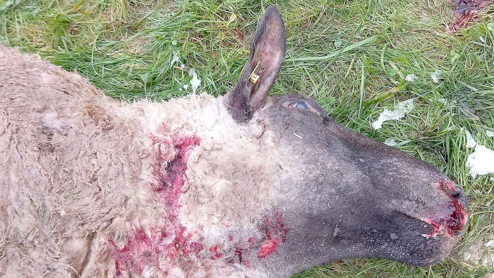 Der Schutzzaun konnte ihn nicht aufhalten: Dieses Schaf wurde Freitagnacht vom Wolf erlegt. Foto: Jägerschaft Wesermünde-Bremerhaven