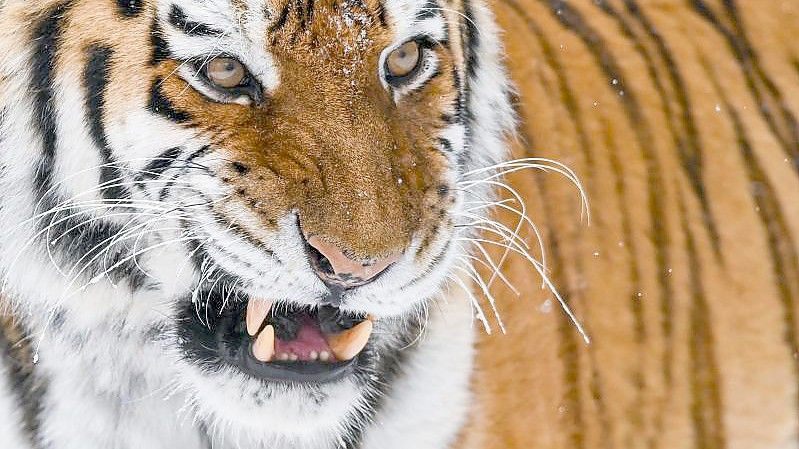 Ein Sibirischer Tiger (Amur-Tiger) im Freigehege des Zoologischen Garten Eberswalde. Extreme Schneemassen im äußersten Osten Russlands gefährden derzeit den ohnehin bedrohten Amur-Tiger, die größte Wildkatze des Planeten. Foto: Patrick Pleul/dpa-Zentralbild/dpa