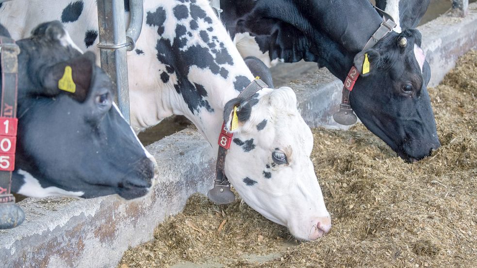 Kühe stehen in einem Stall und fressen. Foto: DPA