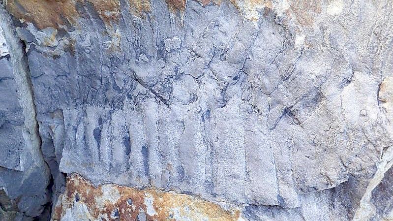 Handout-Foto des Arthropleura-Fossils am Strand von Howick in Northumberland. Foto: Neil Davies/PA Media/dpa