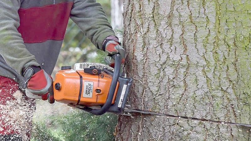 Vermieter dürfen die Kosten für das Fällen von Bäumen grundsätzlich auf die Mieter umlegen. Foto: Klaus-Dietmar Gabbert/dpa-Zentralbild/dpa-tmn