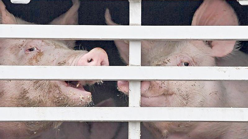 Mastschweine werden in einem Lkw zum Schlachthof transportiert. Foto: Patrick Pleul/dpa