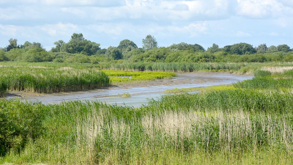 Der Ems-Altarm Vellage zeigt bereits heute, was man sich für Coldemüntje erhofft: einen tidebeeinflussten Lebensraum mit Wattflächen und Schilfröhrichten sowie Tide-Weiden-Auengehölzen. Foto: NLWKN