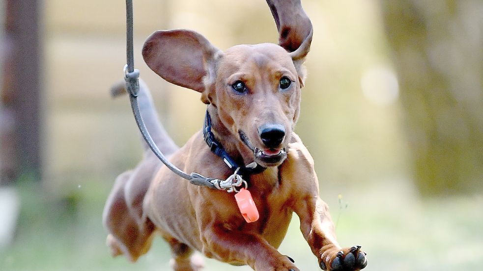 Weglaufen gilt nicht: Für fast alle Hunde in Großefehn müssen künftig mehr Steuern gezahlt werden. Foto: DPA