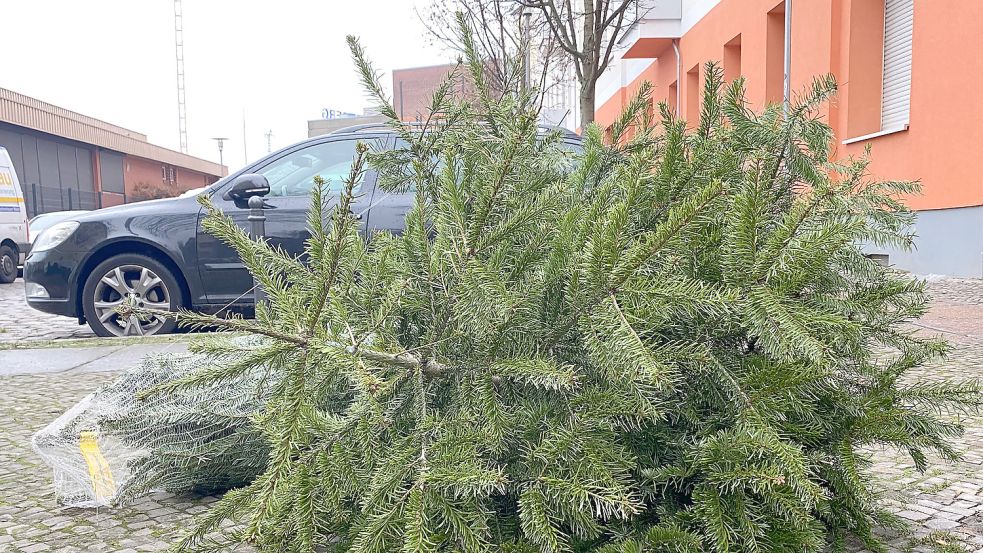 Eine Tanne liegt auf dem Gehweg vor einem Haus. Foto: DPA