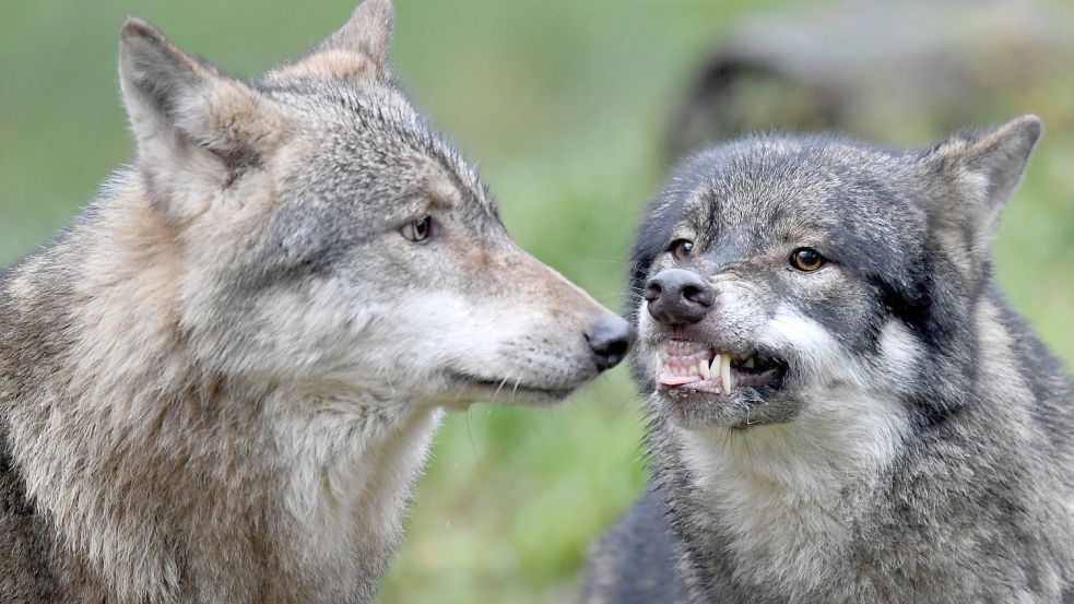 Wölfe in einem Wildpark: In freier Wildbahn sind immer mehr der einst ausgelöschten Raubtiere unterwegs. Foto: Carsten Rehder/dpa