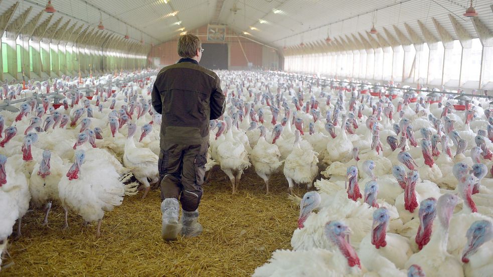 Ein Landwirt im Putenstall: Entsprechende Betriebe sind immer wieder von der Vogelgrippe betroffen. Bedeutet das mittelfristig das Aus der Putenhaltung? Foto: Carmen Jaspersen/dpa