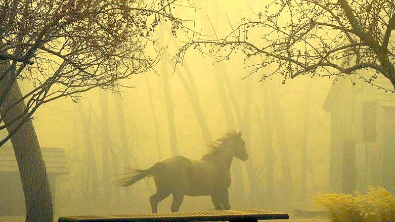 Ein Pferd rennt durch den Grasso Park in Superior. Foto: Helen H. Richardson/The Denver Post/dpa