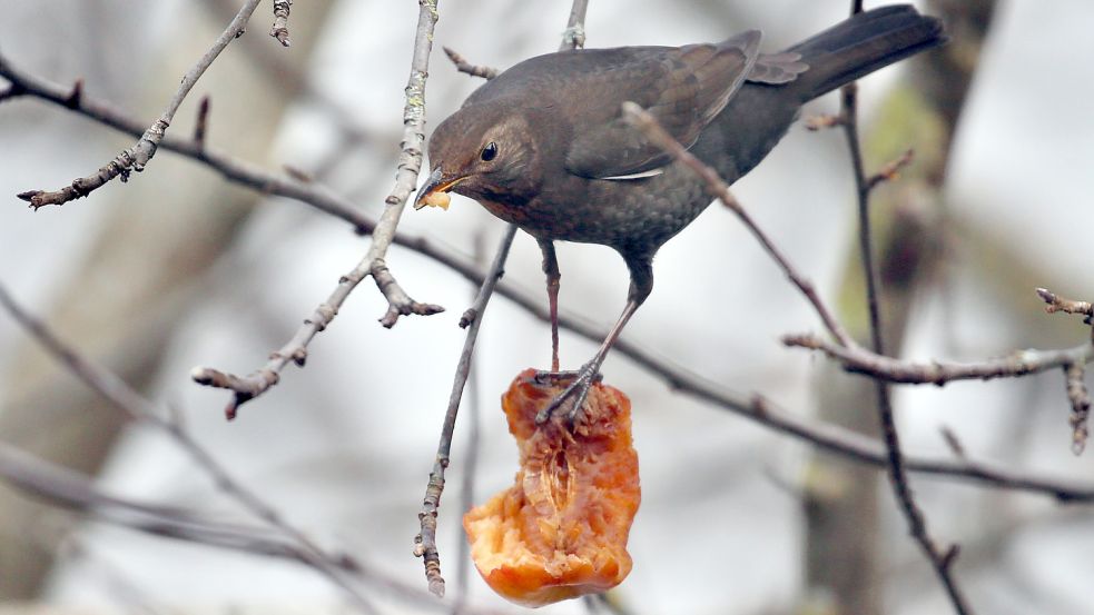 Eine Amsel pickt in einem Apfelbaum an einem Apfel. Foto: DPA