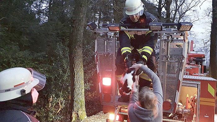 Die Feuerwehr rettete die Katze aus dem Baum. Foto: Köller/Feuerwehr Weene