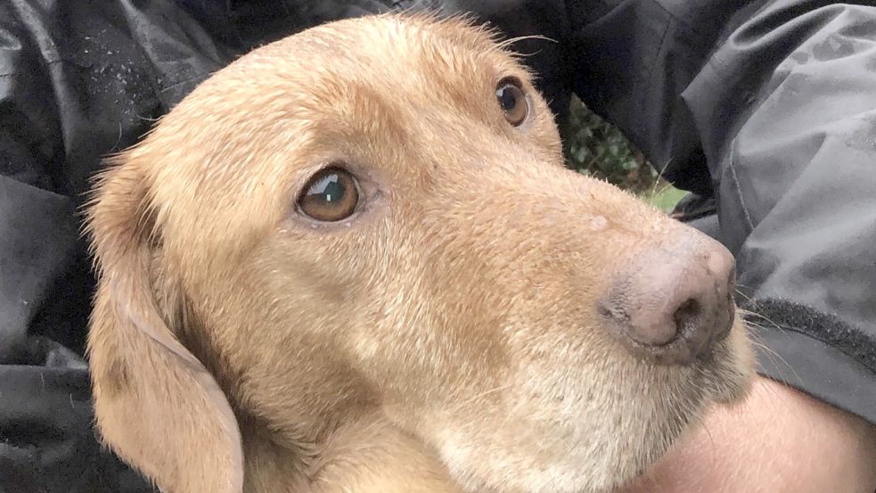 Hinrich Rahn aus Südbrookmerland läuft mit Hund Bruno bei Wind und Wetter. Fotos: privat
