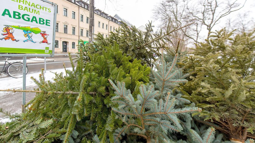Ausgediente Weihnachtsbäume liegen im Jahr 2019 an einer Sammelstelle. Foto: DPA