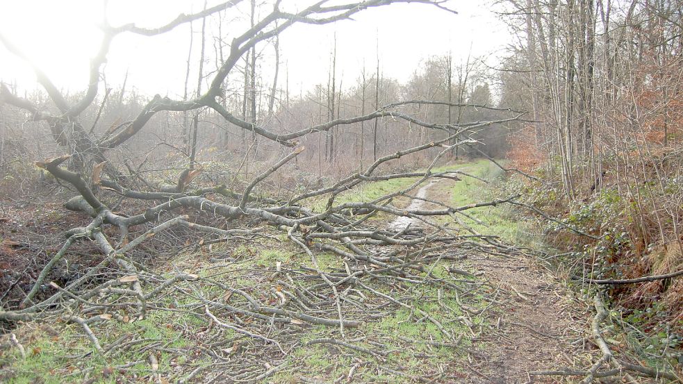 Eine Gefahr für Spaziergänger: Im Ihlower Forst sind in den vergangenen Tagen mehrere Bäume umgestürzt. Foto: Imke Cirksena