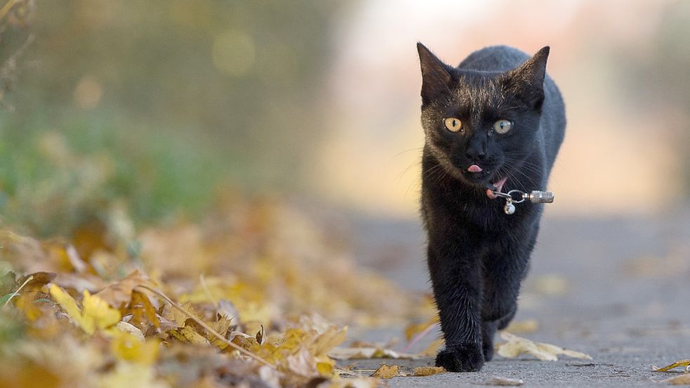 Weil ihm vorgeworfen wurde, eine Katze gequält zu haben, saß ein 32-jähriger Auricher auf der Anklagebank. Sebastian Gollnow/DPA