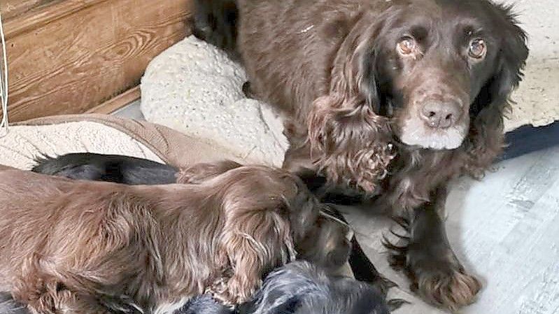 Hündin Cassie und ihre drei Welpen wurden acht Jahre nach dem Diebstahl von der Polizei wieder zu ihrer Familie zurückgebracht. Foto: Sussex Police/dpa